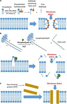 Pathogenesis of Multiple Organ Failure: The Impact of Systemic Damage to Plasma Membranes